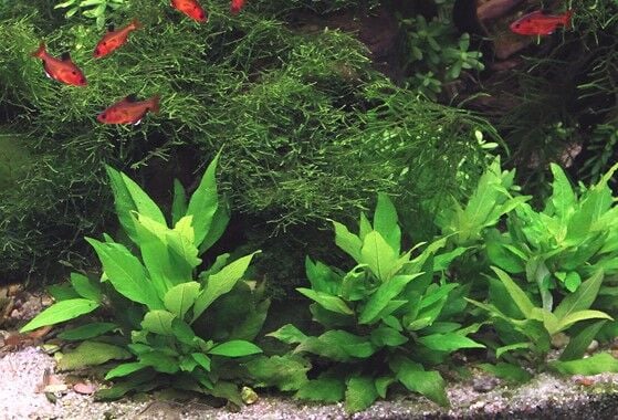 Dennerle Plants - Hygrophila corymbosa Compact POT