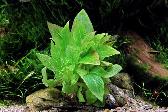 Dennerle Plants - Hygrophila corymbosa Compact POT
