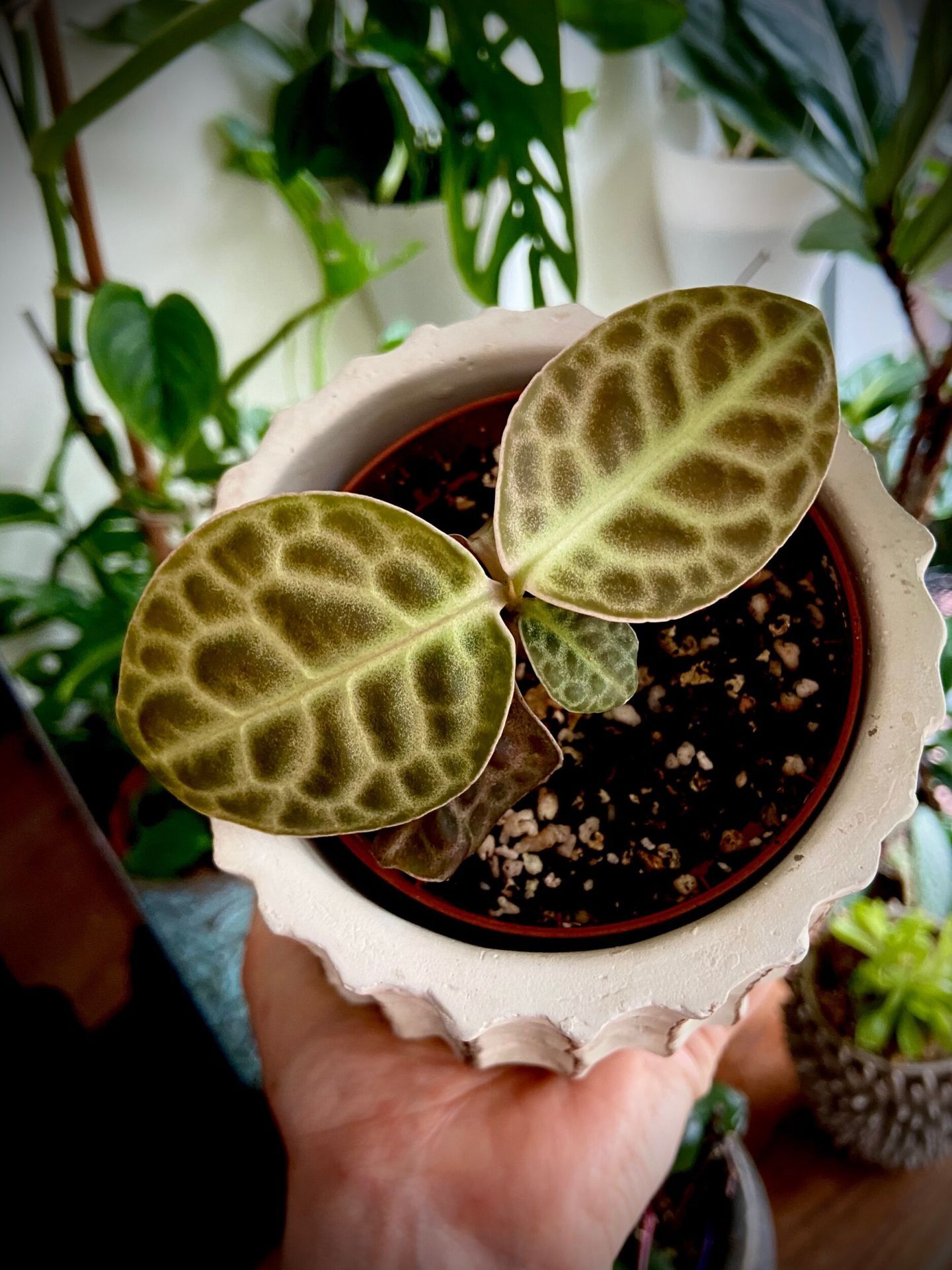 Labisia Obtusifolia (ex Turtle back) ADET İTHAL