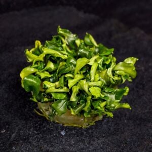 Bucephalandra green wavy SAKSI