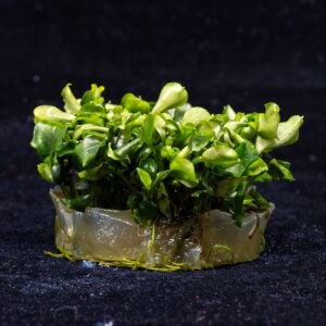 Bucephalandra green wavy SAKSI