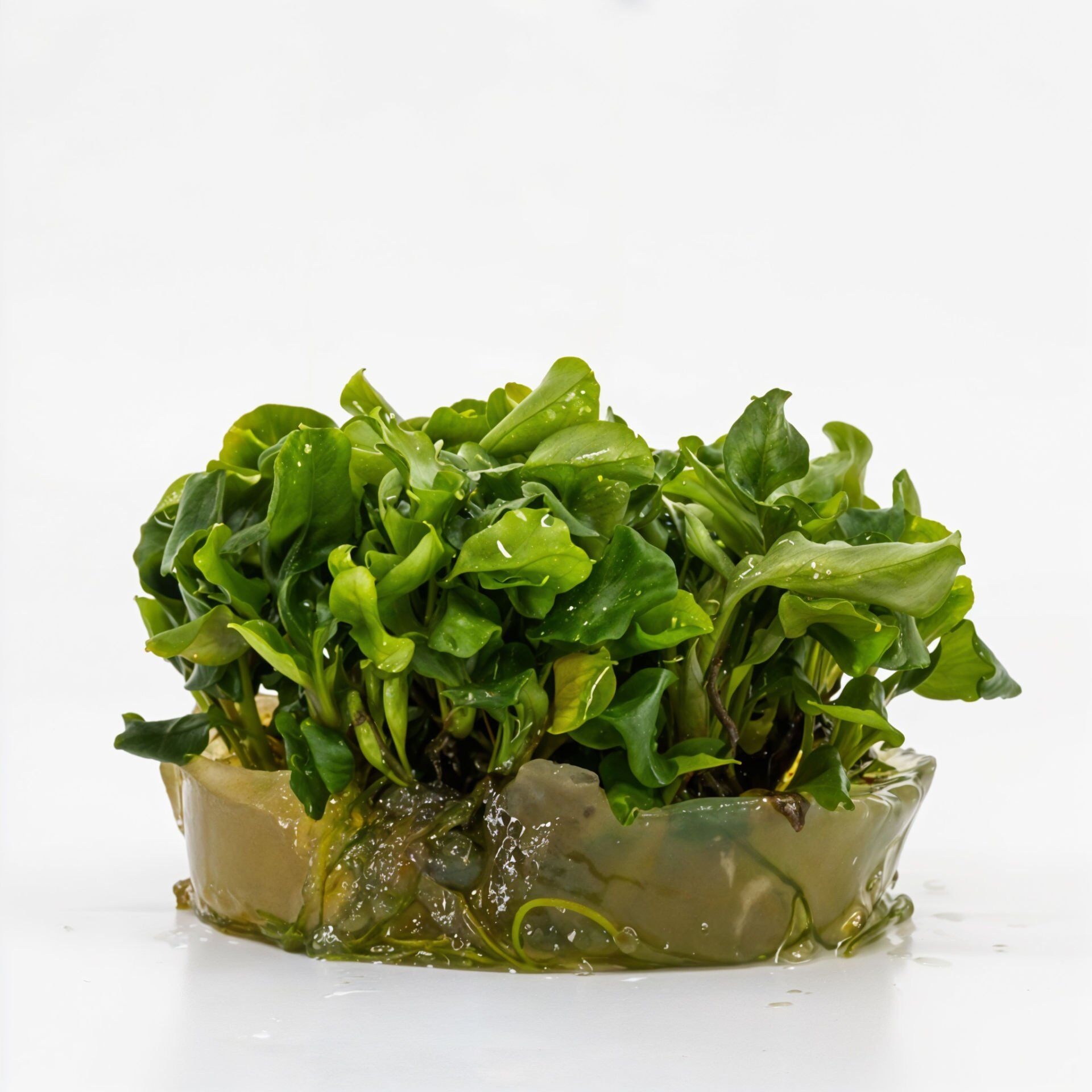 Bucephalandra green wavy SAKSI