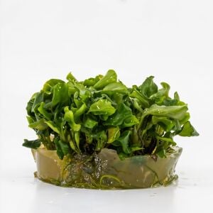 Bucephalandra green wavy SAKSI