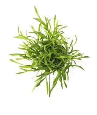 Dennerle Plants - Lilaeopsis brasiliensis POT