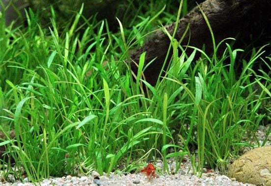 Dennerle Plants - Lilaeopsis brasiliensis POT