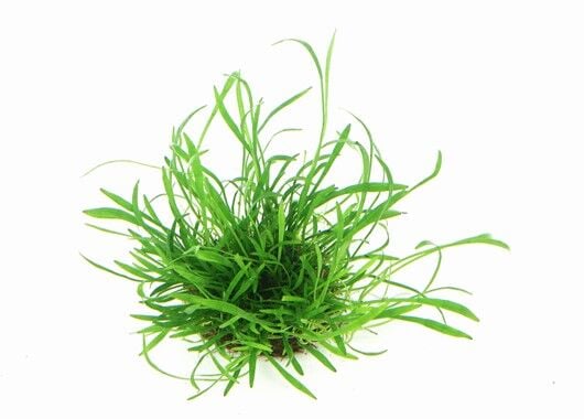 Dennerle Plants - Lilaeopsis brasiliensis POT