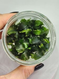 Bucephalandra green wavy SAKSI