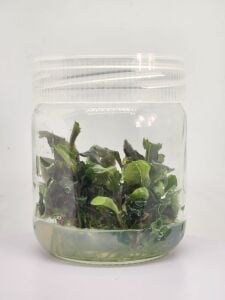 Bucephalandra green wavy SAKSI