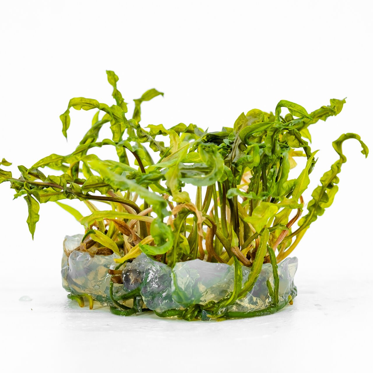 Cryptocoryne crispatula IN VITRO CUP