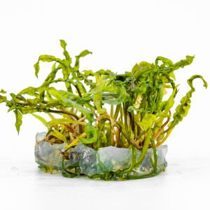 Cryptocoryne crispatula IN VITRO CUP