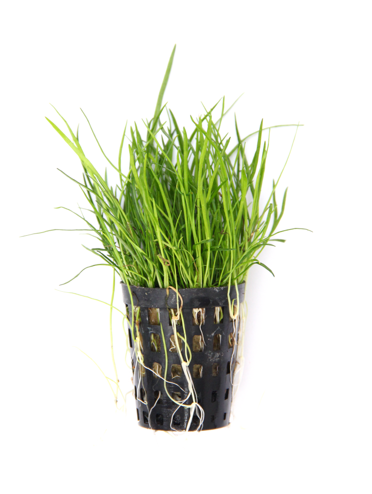 Dennerle Plants - Lilaeopsis mauritiana POT