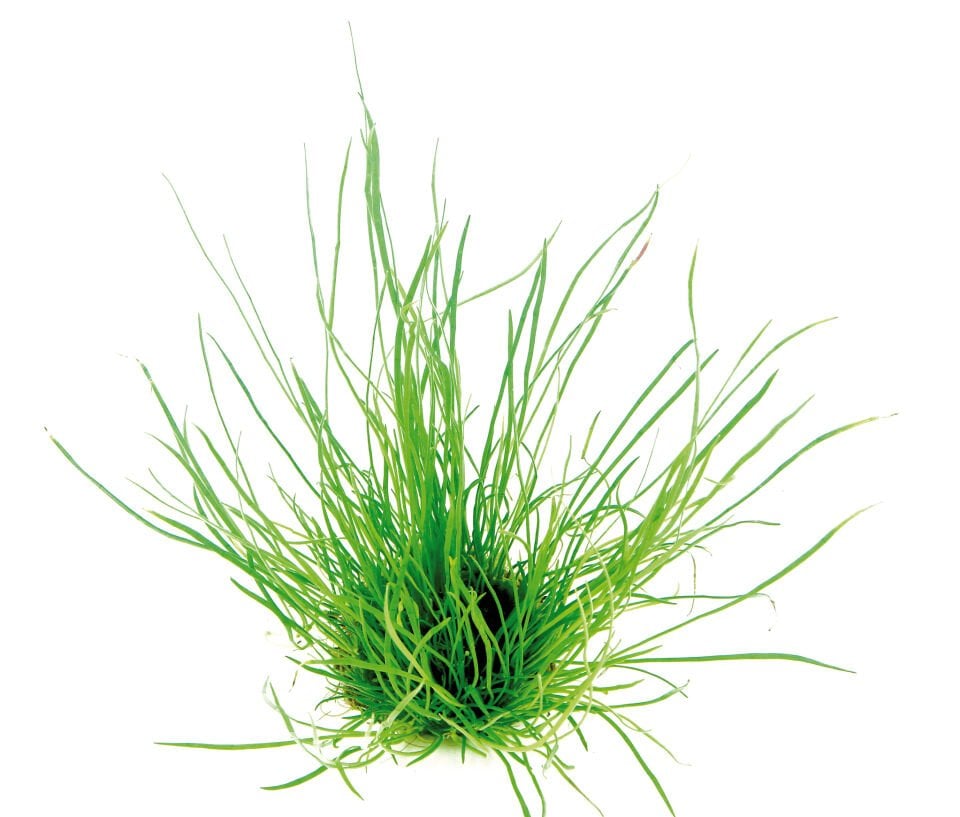 Dennerle Plants - Lilaeopsis mauritiana POT