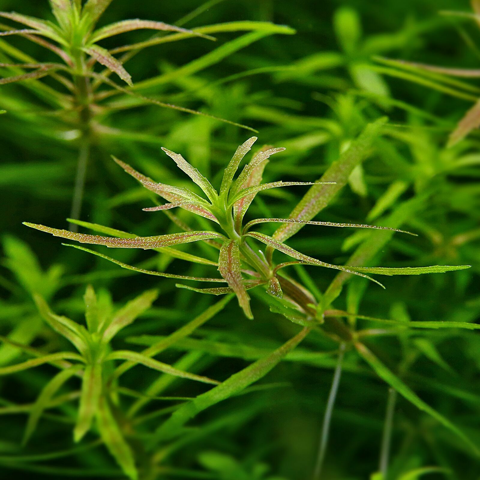 Limnophila mini Vietnam İTHAL BUKET ÖN SİPARİŞ