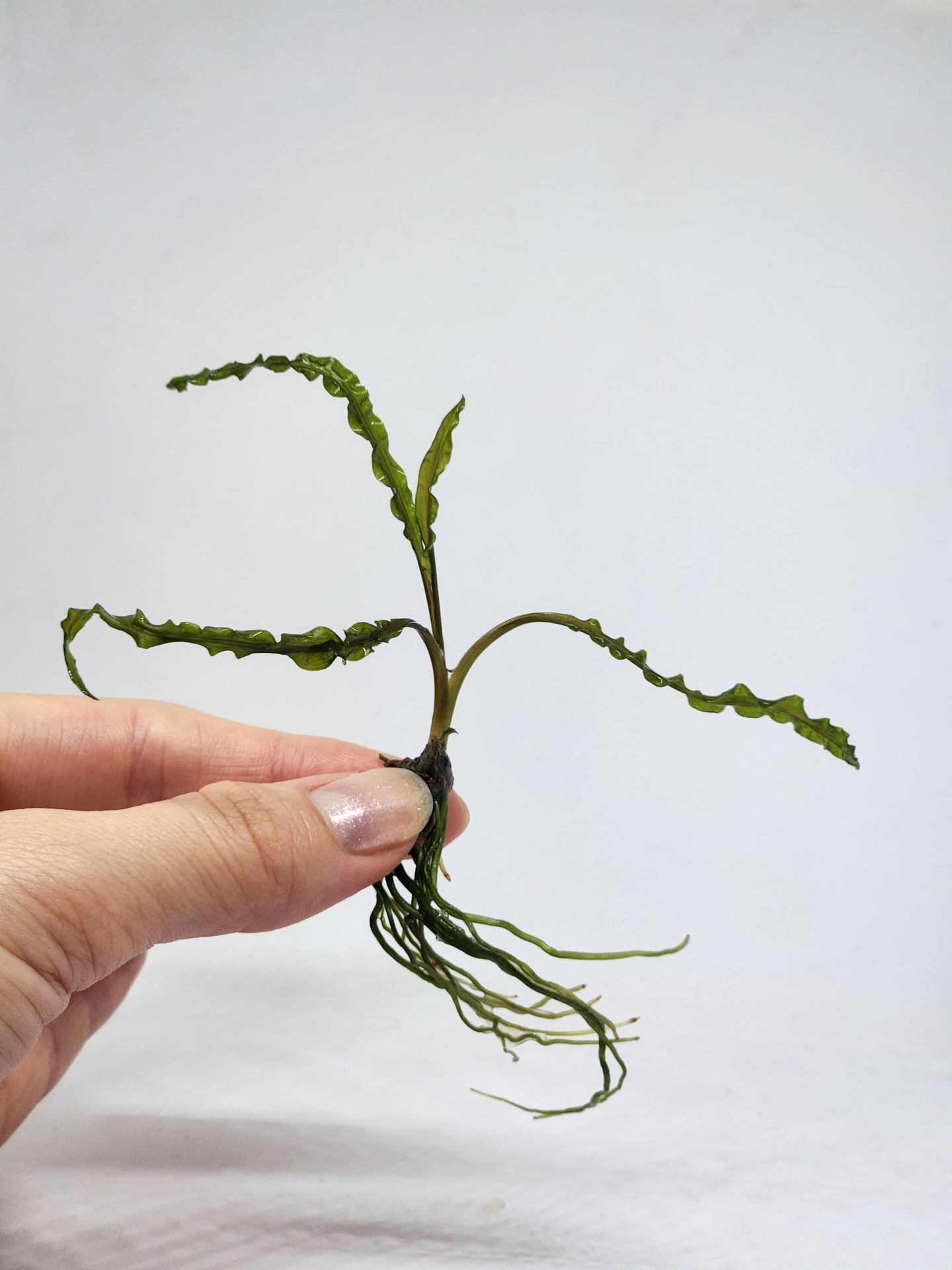 Cryptocoryne crispatula IN VITRO CUP