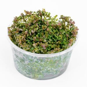 Rotala macrandra narrow leaf IN VITRO CUP