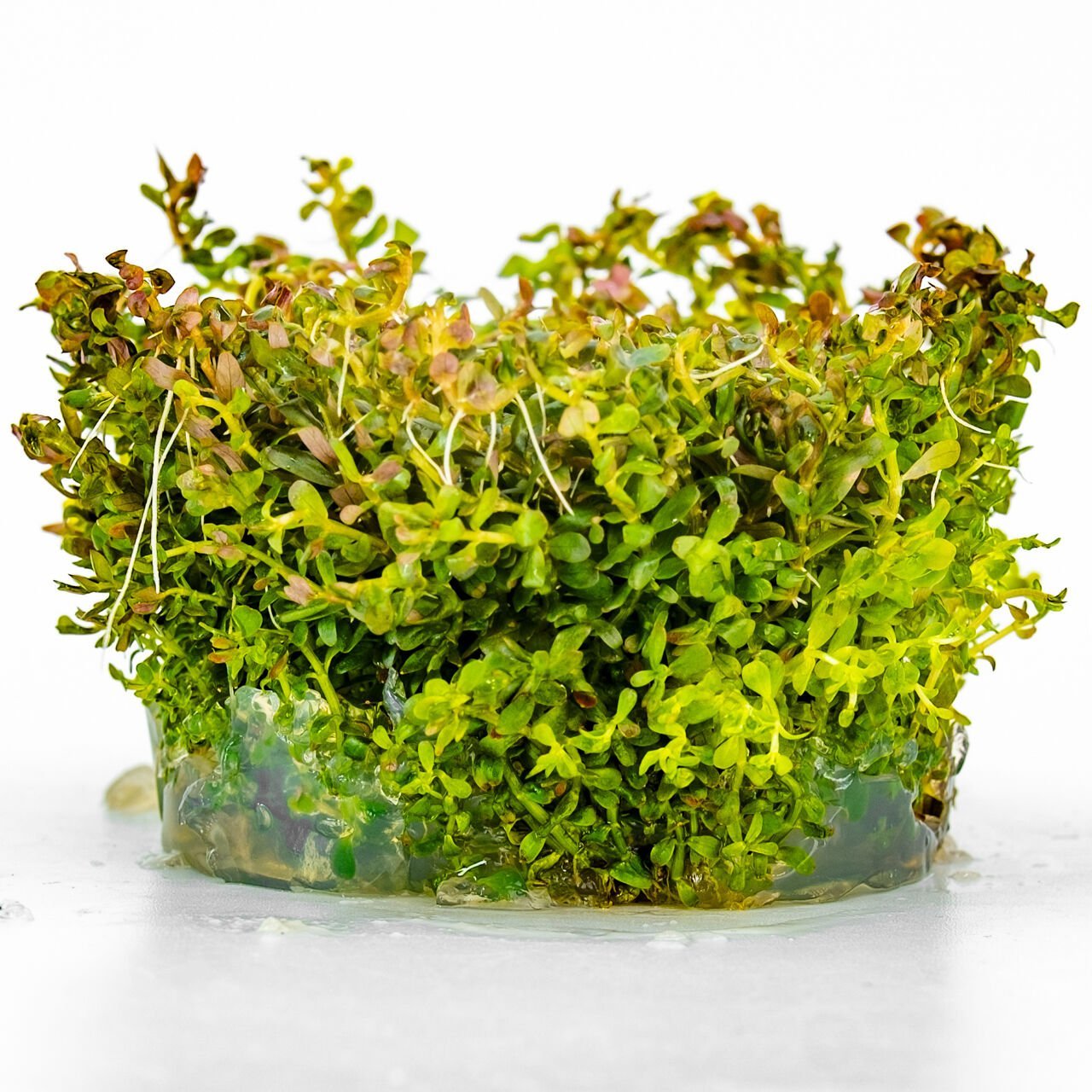 Rotala macrandra narrow leaf IN VITRO CUP