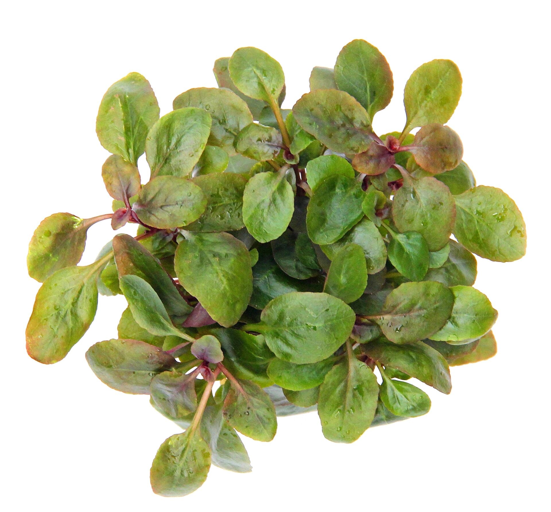 Dennerle Plants - Lobelia cardinalis Mini POT