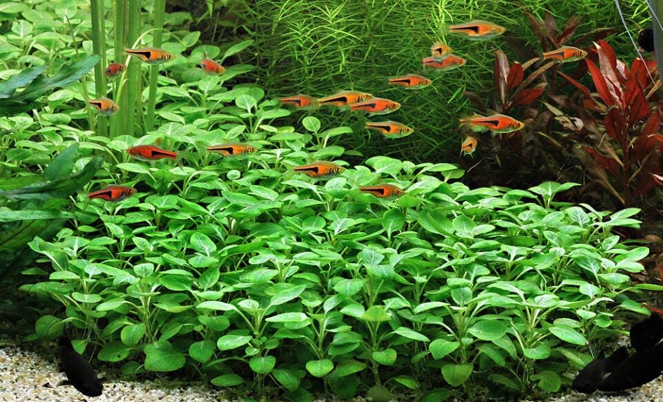 Dennerle Plants - Lobelia cardinalis Mini POT