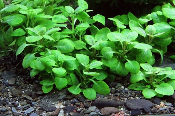 Dennerle Plants - Lobelia cardinalis Mini POT