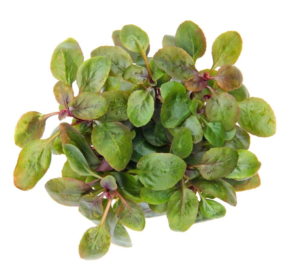 Dennerle Plants - Lobelia cardinalis Mini POT