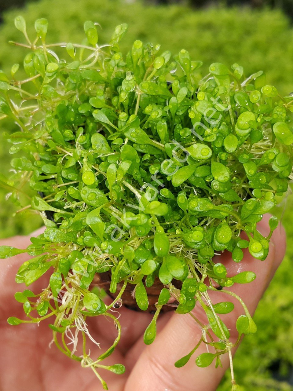 Glossostigma elatinoides BUKET