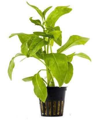 Gymnocoronis spilanthoides SAKSI