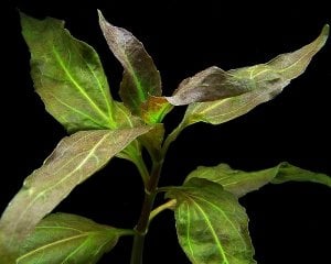 Gymnocoronis spilanthoides SAKSI