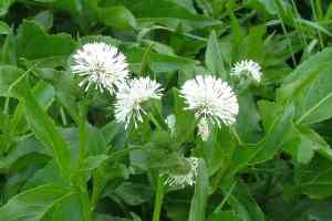 Gymnocoronis spilanthoides SAKSI