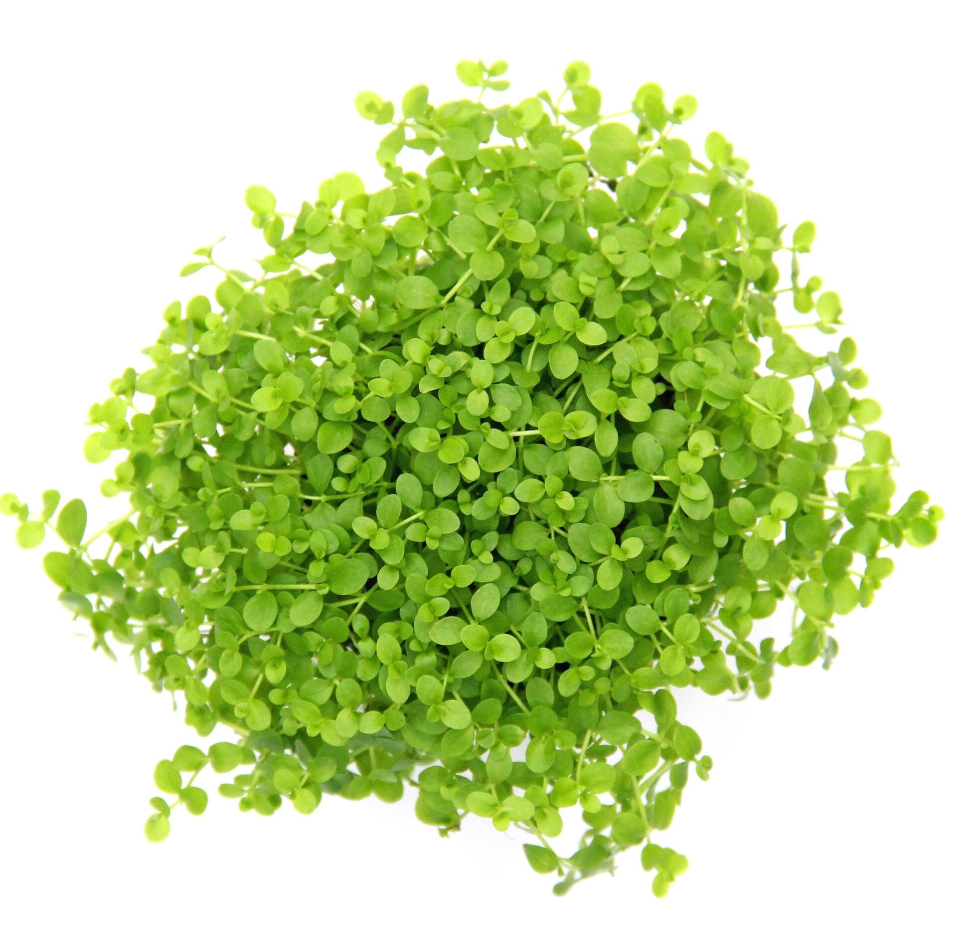 Dennerle Plants - Micranthemum tweediei Montecarlo POT