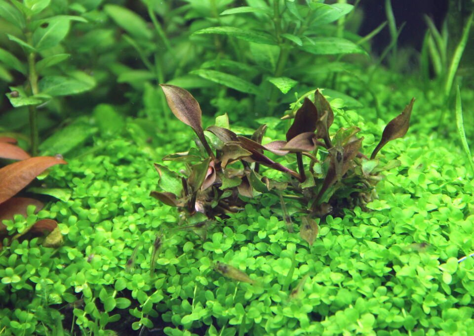 Dennerle Plants - Micranthemum tweediei Montecarlo POT