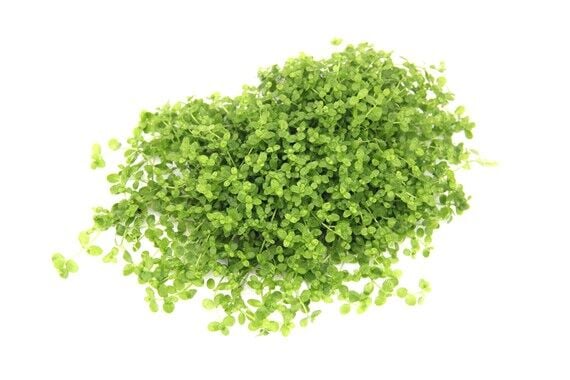 Dennerle Plants - Micranthemum tweediei Montecarlo POT