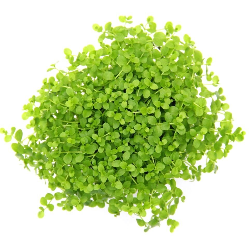 Dennerle Plants - Micranthemum tweediei Montecarlo POT