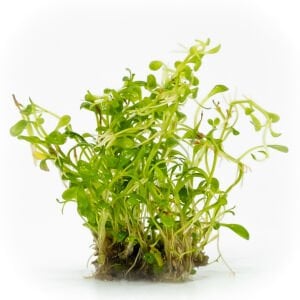 Glossostigma elatinoides EXVITRO