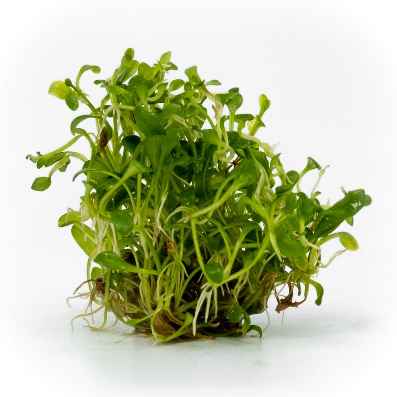 Glossostigma elatinoides EXVITRO