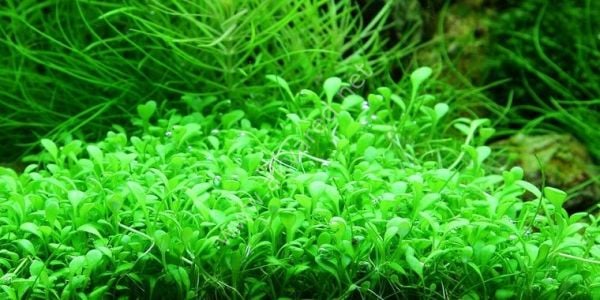 Glossostigma elatinoides EXVITRO