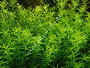 Micranthemum micranthemoides Premium POT