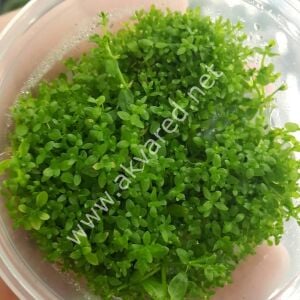 Micranthemum micranthemoides Premium POT