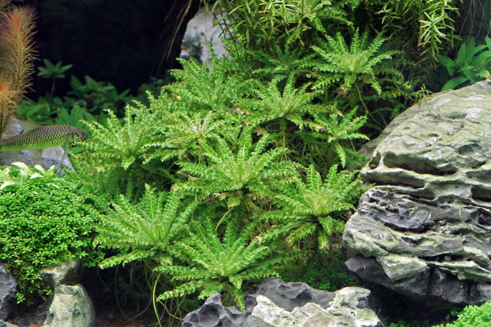 Dennerle Plants - Pogostemon helferi POT