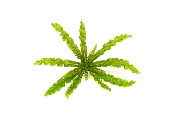 Dennerle Plants - Pogostemon helferi POT