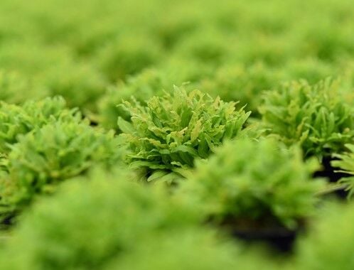 Dennerle Plants - Pogostemon helferi POT