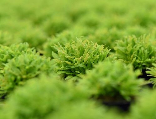 Dennerle Plants - Pogostemon helferi POT