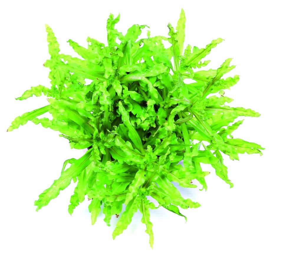 Dennerle Plants - Pogostemon helferi POT