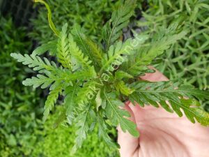 Hygrophila pinnatifida Premium POT