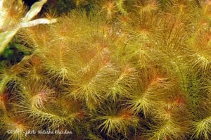 Bacopa myriophylloides BUKET