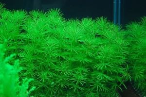 Bacopa myriophylloides İTHAL BUKET