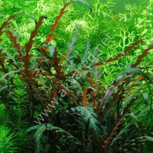 Hygrophila pinnatifida Premium POT