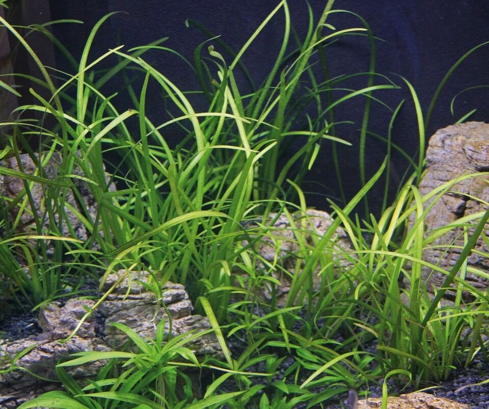 Dennerle Plants - Sagittaria subulata var. pusilla POT