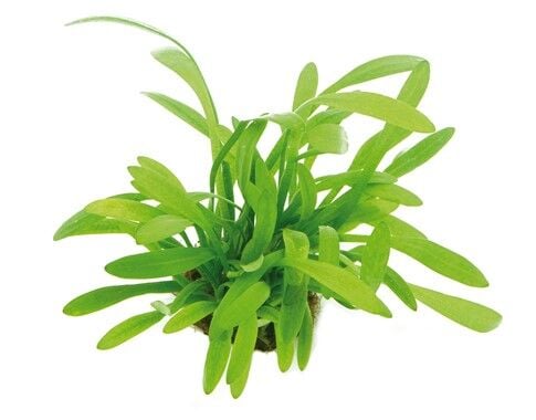 Dennerle Plants - Sagittaria subulata var. pusilla POT