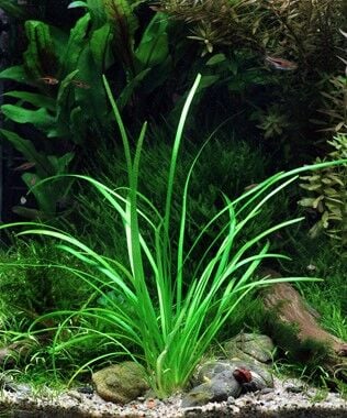 Dennerle Plants - Sagittaria subulata var. pusilla POT
