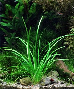 Dennerle Plants - Sagittaria subulata var. pusilla POT
